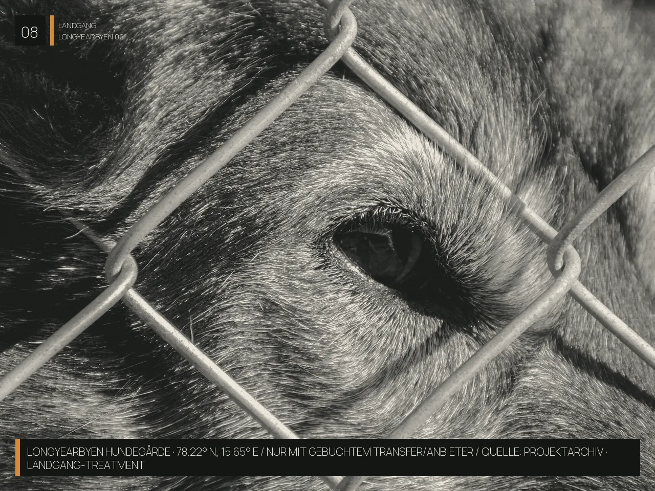 Longyearbyen — DIE HUSKYS: Kein Show-Element · echtes Arbeiten in der Arktis
